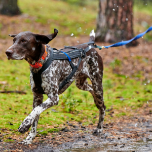 Leia mais sobre o artigo Corrida com pet é uma boa ideia? Confira!