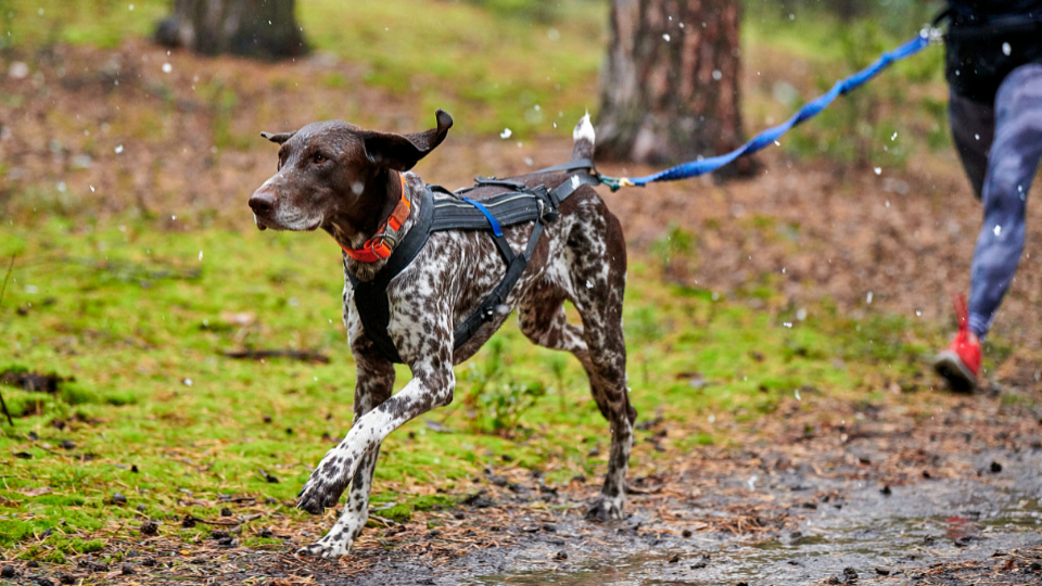 Leia mais sobre o artigo Corrida com pet é uma boa ideia? Confira!